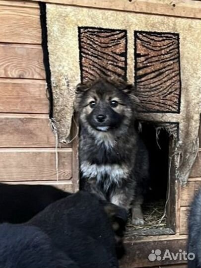 Собаки в дар