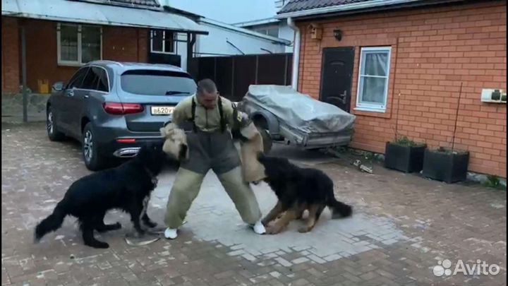 Дрессировка собак кинолог