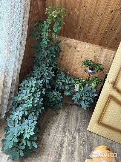 Комнатные цветы шефлера