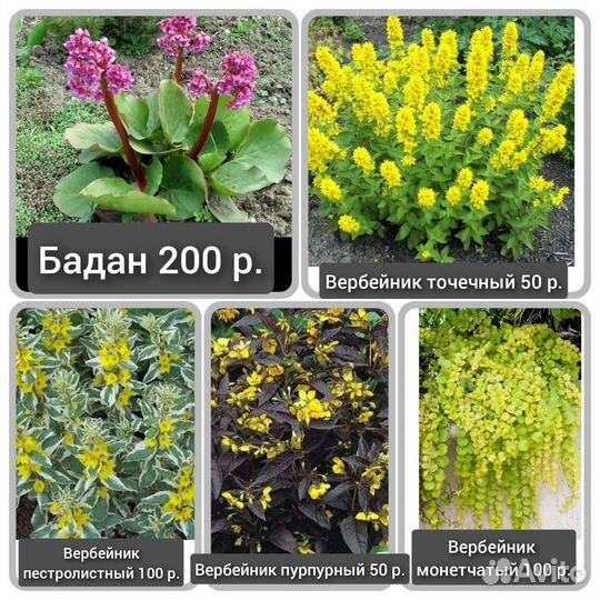 Многолетники (А-М)