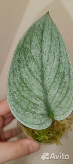 Сциндапсус Сп