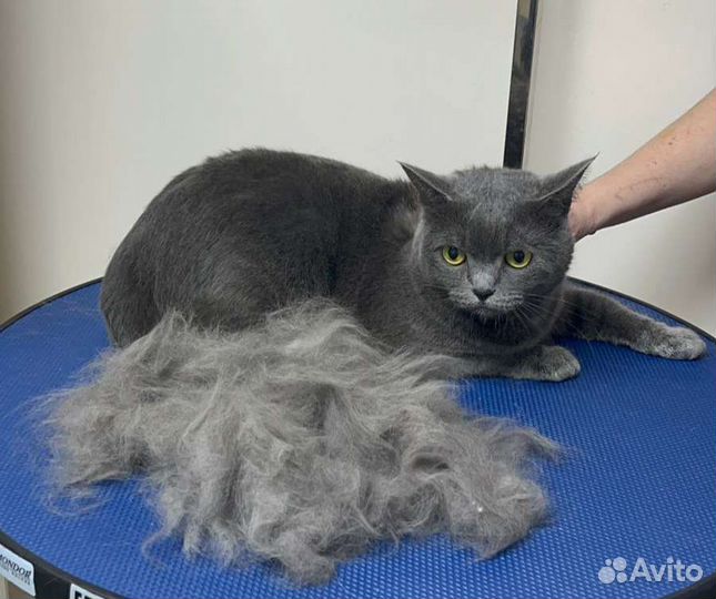 Груминг, стрижка собак и кошек