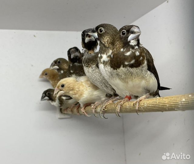 Японские амадины