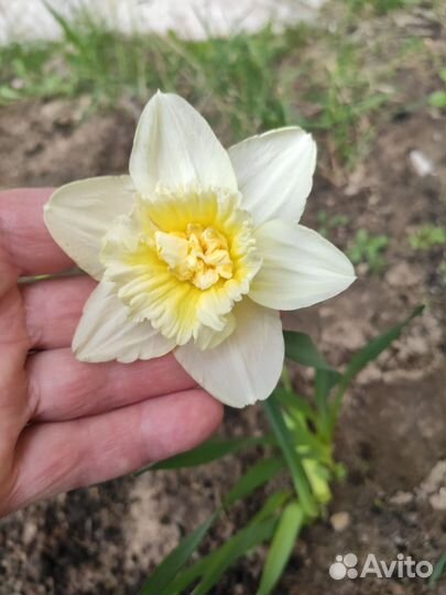 Луковицы нарциссов