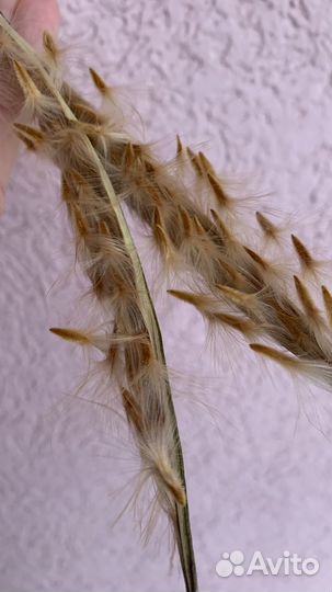 Олеандр семена