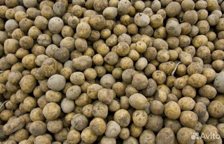 Картофель мелкий