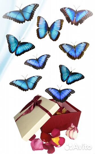 Салют из живых тропических бабочек