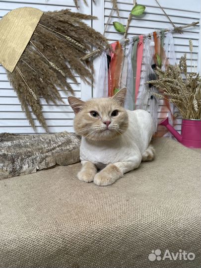 Стрижка кошек, экпресс-линька, купание для кошек