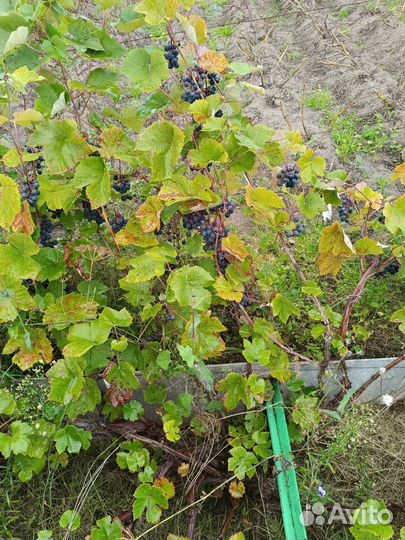 Виноград Изабелла взрослый плодоносящий куст