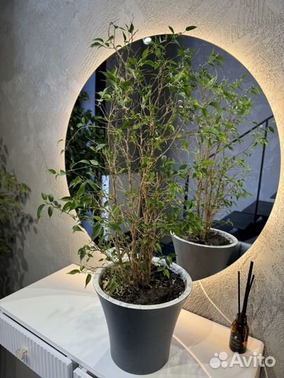 Фикус бенджамина