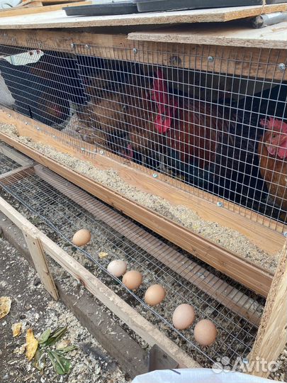 Клетки для перепелов