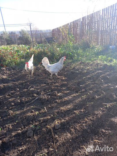 Куры несушки