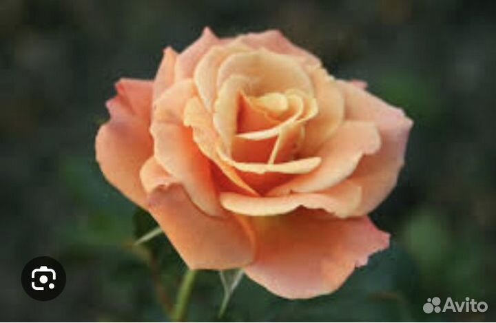 Роза плетистая желтая