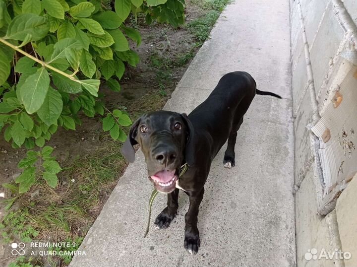 Немецкий дог