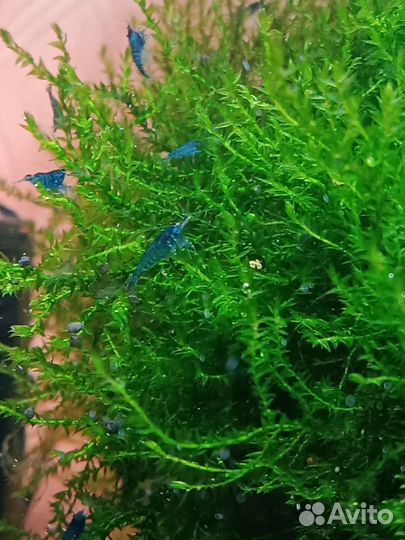 Креветки синие Блю дрим, мох, анциструсы