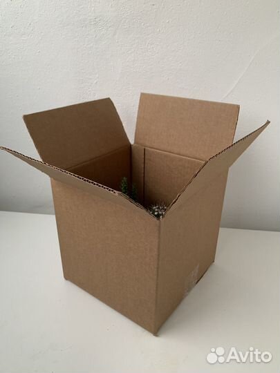 Кактусы и суккуленты. Композиция