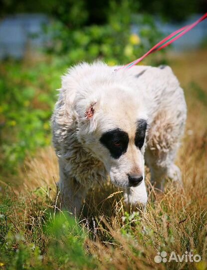 Алабай в дар