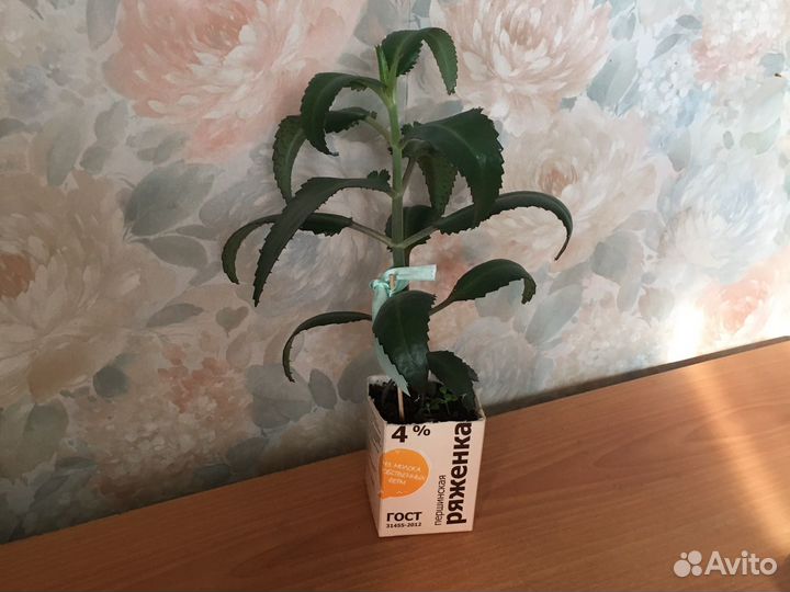 Каланхое лечебное