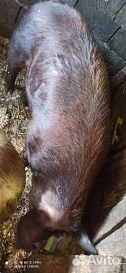 Услуги хряка