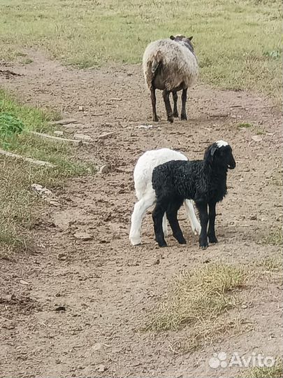 Продам овец баранов