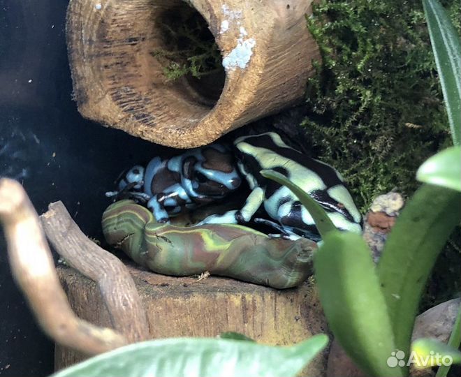 Лягушка Коста Рика для террариума