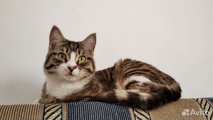 Домашняя передержка кошек