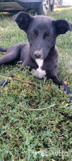 Щеночки в добрые руки