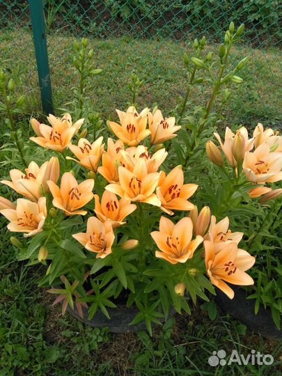 Лилии луковицы