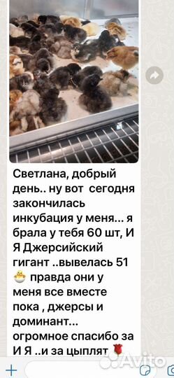 Джерсийский гигант инкубационное яйцо