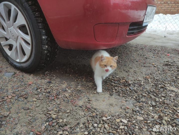 Отдам кота в добрые руки бесплатно