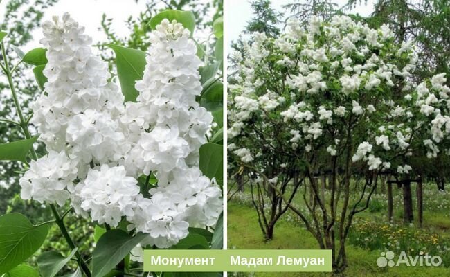 Сирень Мадам Лемуан