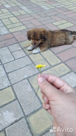 Собака,болеет глазик. Отдам в хорошие руки