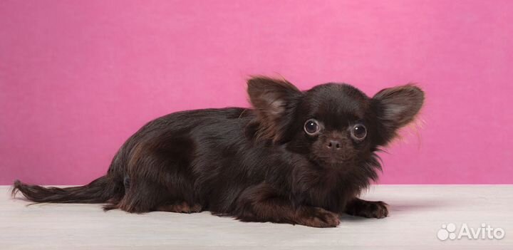 Маленький шоколадный гном Кузя