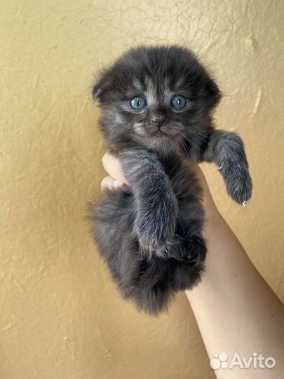 Шотландские вислоухие котята