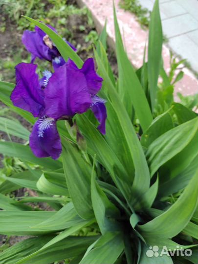 Ирисы