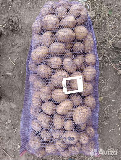 Картофель оптом