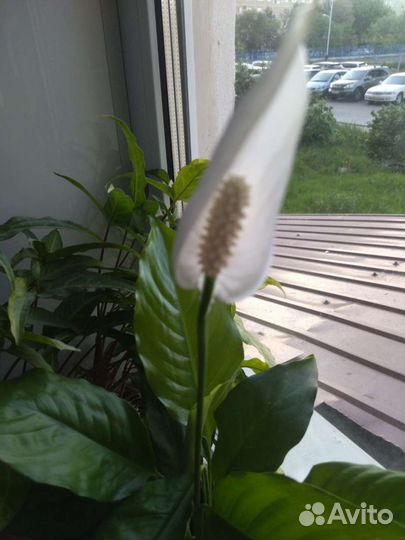 Спатифиллум