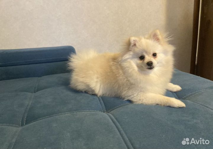 Померанский шпиц мини девочка
