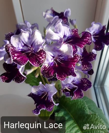 Стрептокарпусы сортовые