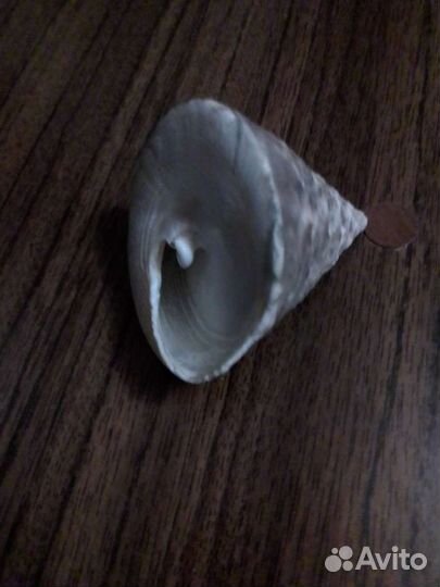 Морские ракушки