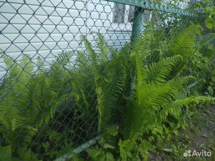 Папоротник