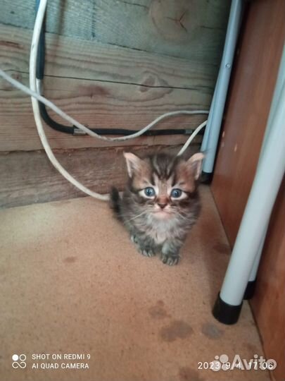 Британские котята