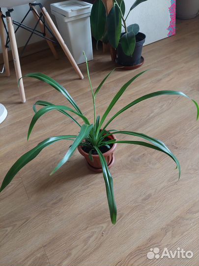 Хлорофитум