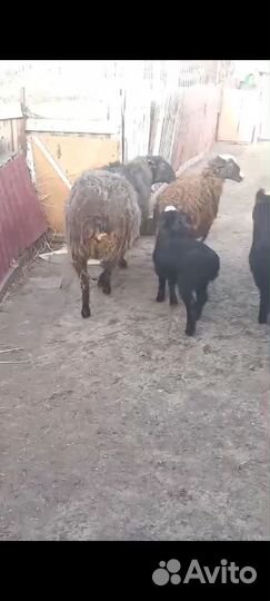 Баран 2 ярки и 2 ягнёнка
