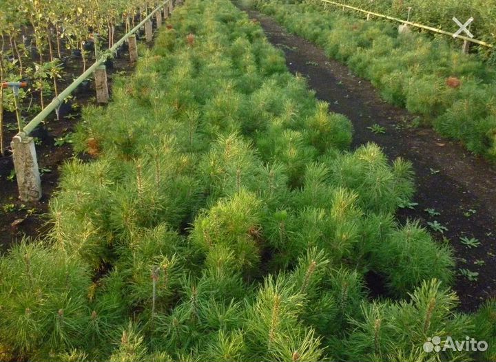 Саженцы сосны дуба клена