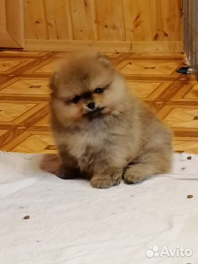 Шпиц. Вязка