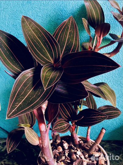 Драгоценная орхидея Ludisia (лудизия)