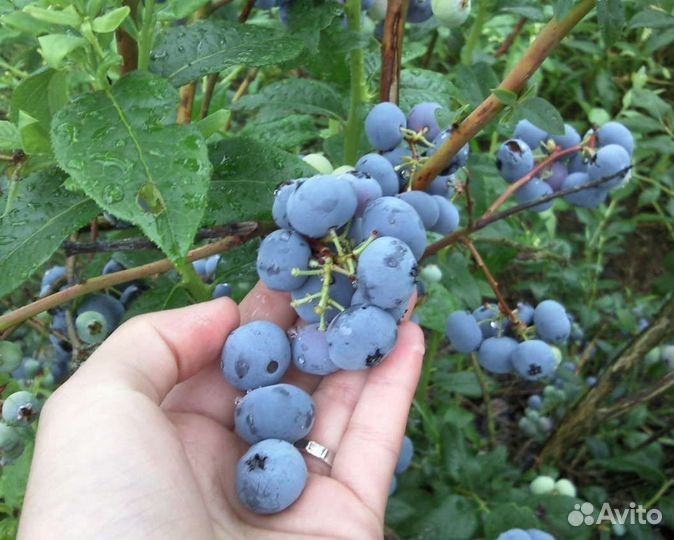 Саженцы малины жёлтой,клубники,голубики,миндаля