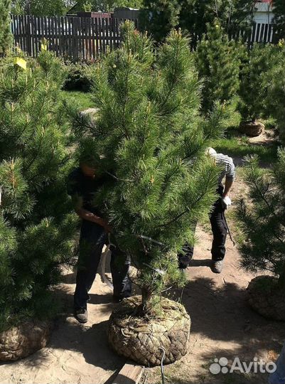 Саженцы сибирского кедра экстра класс