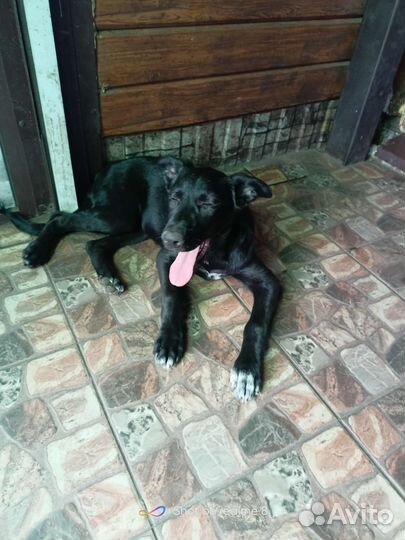 Щенок в добрые руки